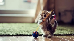 Мачка одбиена: 4 верни начини за подобрување на милениче расположение